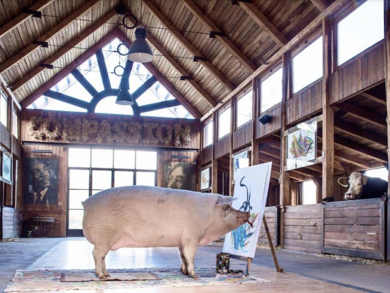 Extraordinary Barn Loft At Animal Sanctuary Farm stay Franschhoek