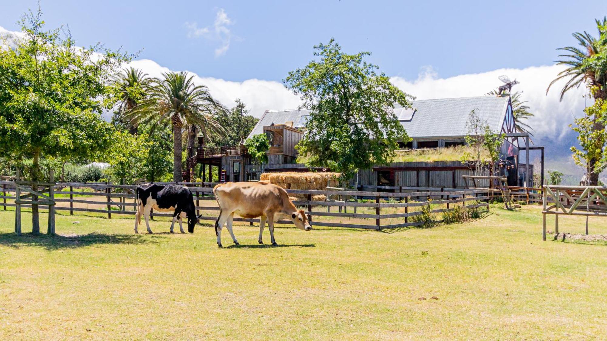 Extraordinary Barn Loft At Animal Sanctuary * Franschhoek